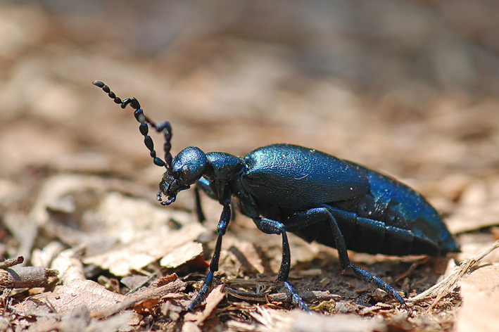 Meloe violaceus